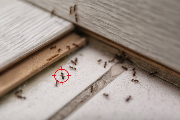 Best Affordable Pest Control Services  in Thonotosassa, FL